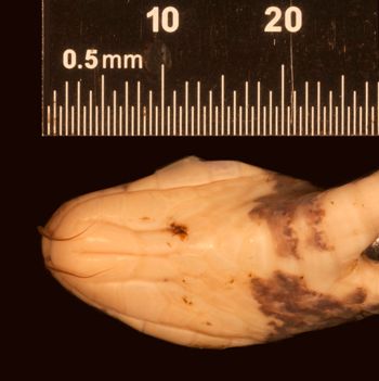 Media type: image;   Herpetology R-31828
